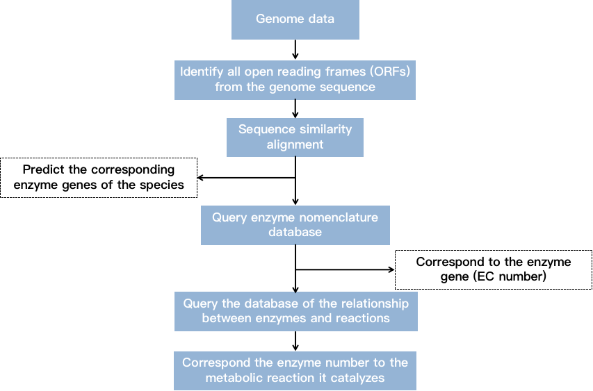 Gene-based metabolic network reconstruction analysis process.