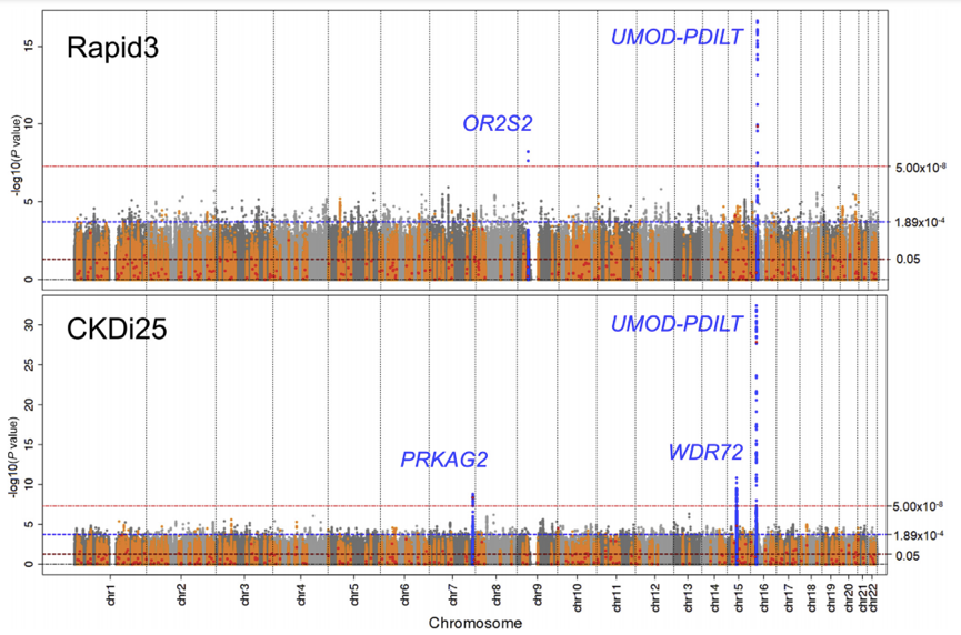 Four loci identified with genome-wide significance for Rapid3 or CKDi25 in the research of rapid kidney function decline.