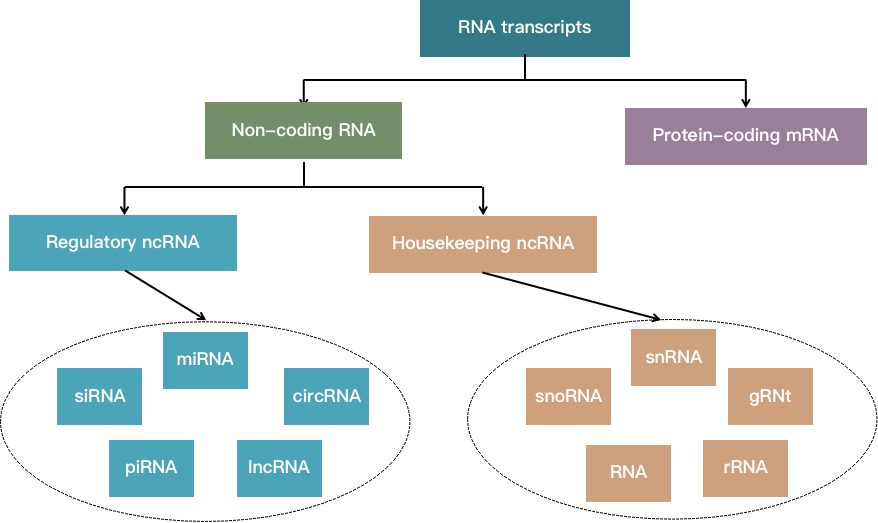 Classification of non-coding RNAs based on their functions 