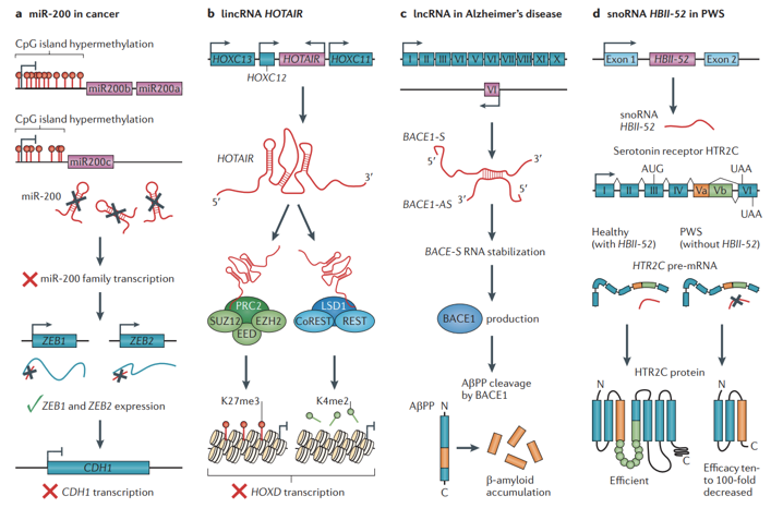 Examples of roles of non-coding RNAs in disease pathophysiology.  