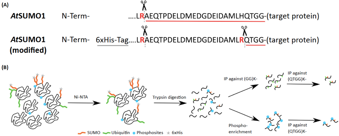 trategy to Detect Peptides Co-Modified by Different Protein Post-Translational Modifications (PTMs).