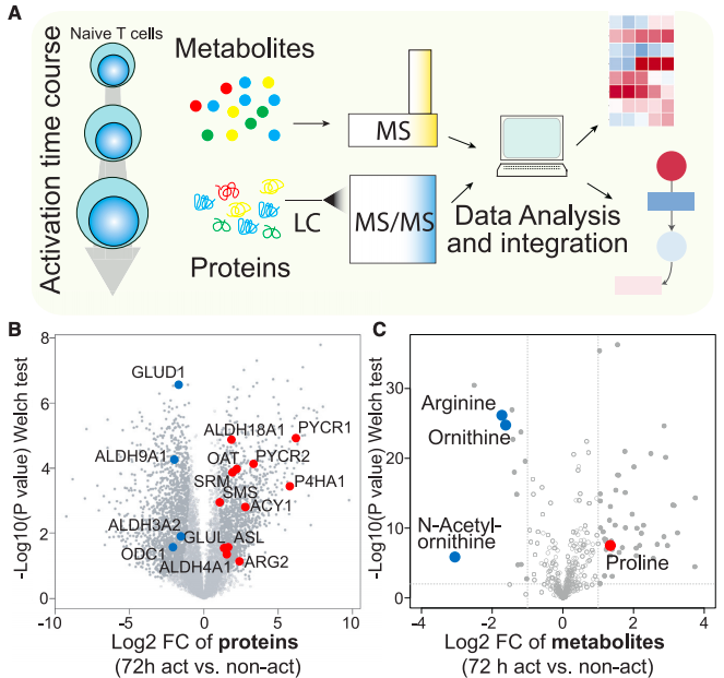 Metabolic and Proteomic Profiling Reveals Distinct Changes in L-Arginine Metabolism in Activated Human T Cells.