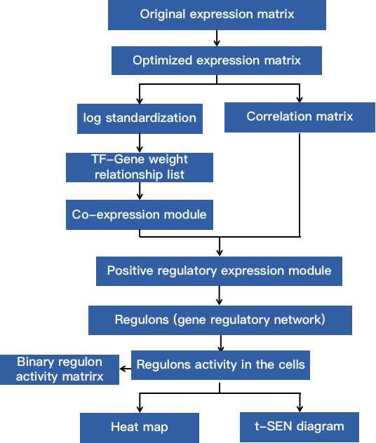 Single cell regulatory network analysis process.