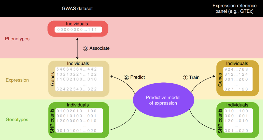 An overview of transcriptome-wide association studies