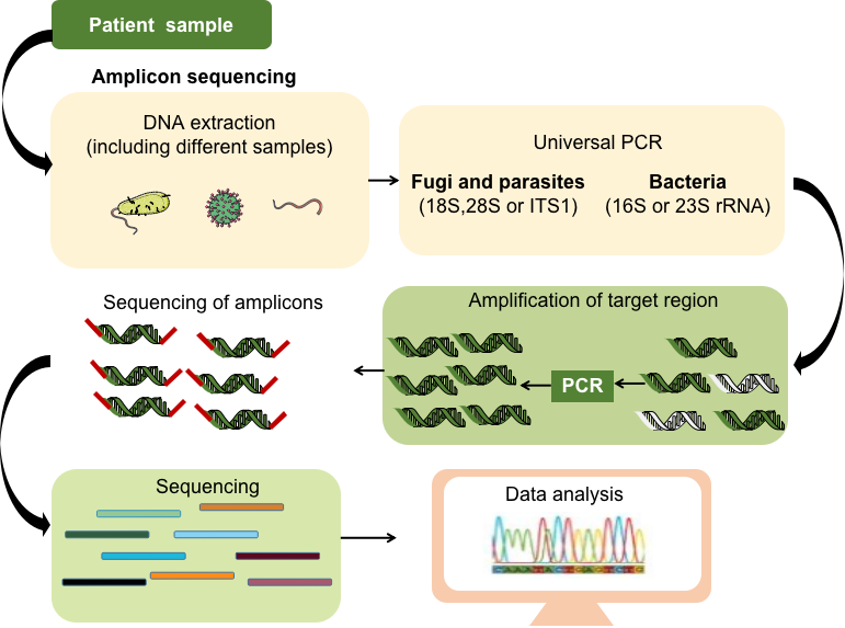 Targeted meta-genomics next-generation sequencing process.