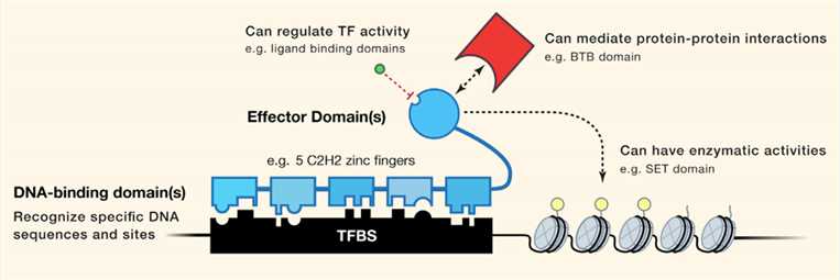 Schematic of a prototypical Transcription Factor (TF).