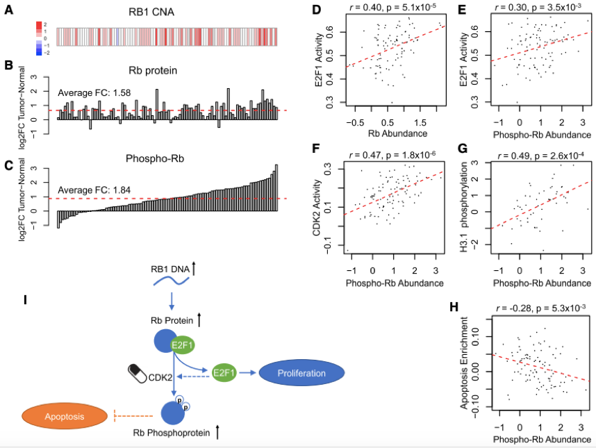 Rb Phosphorylation as a Driver and Therapeutic Target in Colon Cancer.