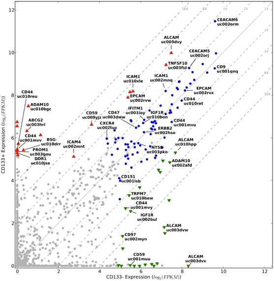 Isoform expression of cell surface genes in CD133+ and CD133− subpopulations.