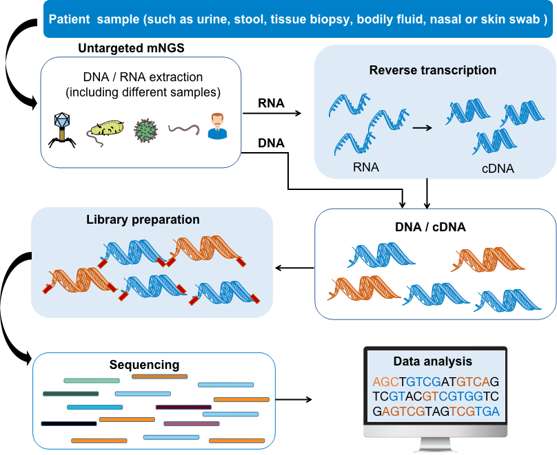 Untargeted meta-genomics next-generation sequencing (mNGS) process. 