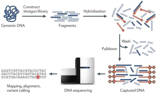 Workflow for exome sequencing. 