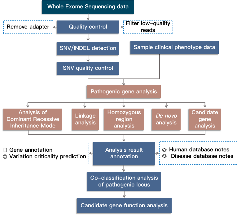 Bioinformatics analysis route for Mendelian genetic disease research based on whole exome sequencing.