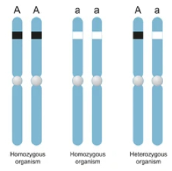 Whole Genome Multilocus Sequence Typing