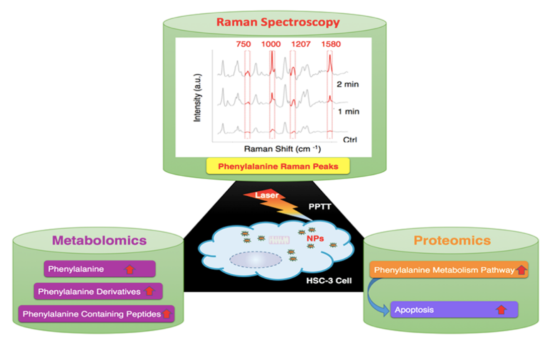 Metabolomics and Proteomics Reveal Cancer Cell Death Mechanisms Associated with Au-Nanorod Photo-thermal Therapy.