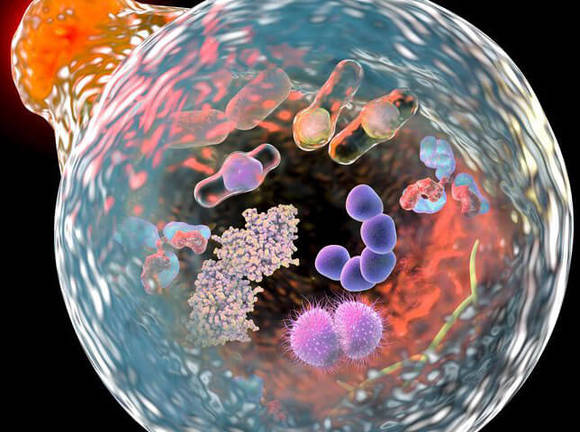 Custom Lysosomal Storage Disorders Panel