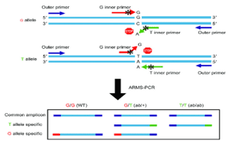 ARMS-PCR in Disease Research: Principle, Sequence Variation Analysis, and Application