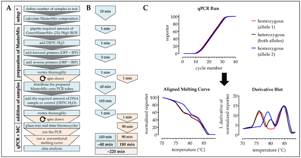Workflow, timing, and expected results for the analysis of SNPs using the modified one-step ARMS-PCR method.