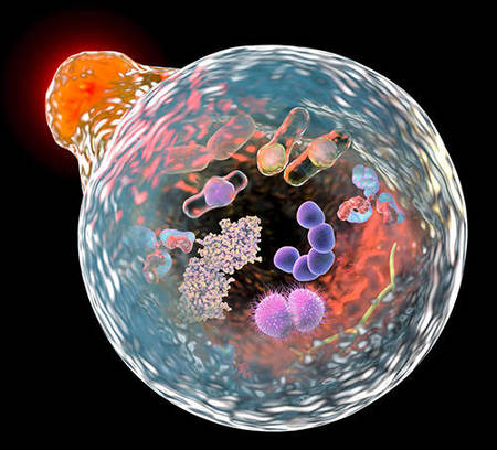 Comprehensive Metabolism Panel