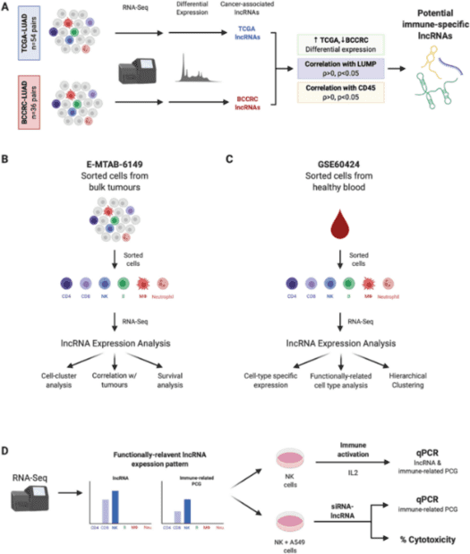 Overall analysis process of long non-coding RNA expression revealing novel mediators of the lung tumour immune response.