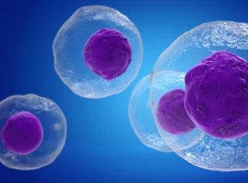 HLA Gene Detection Kits