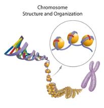 Homologous Recombination Deficiency HRD Reference Products