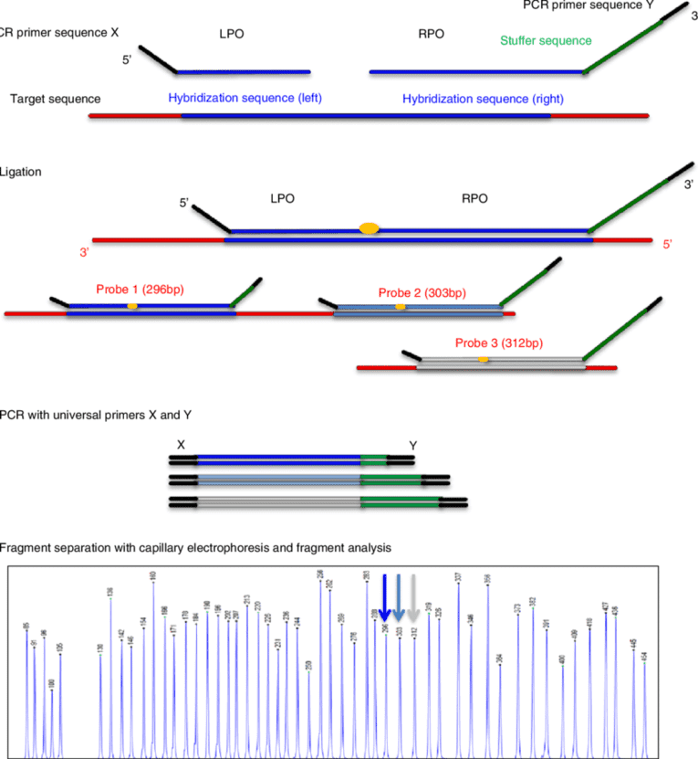 An overview of multiplex ligation-dependent probe amplification (MLPA) technology for copy number detection. 