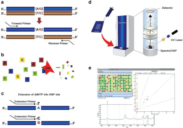 Steps in SNP genotyping using MassARRAY.