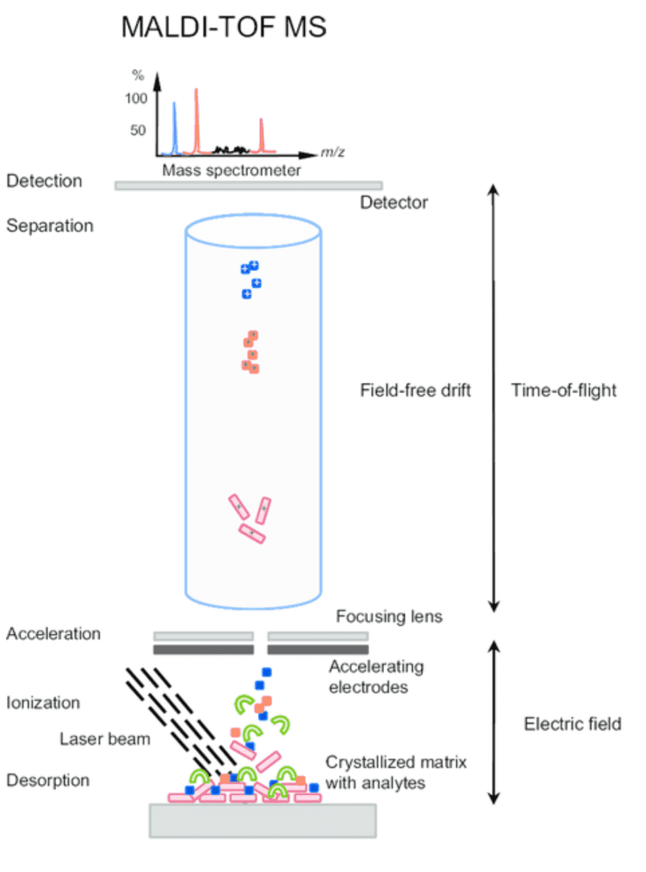 The MALDI-TOF MS Principle