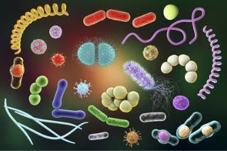 Metagenome Sequencing Reference Products