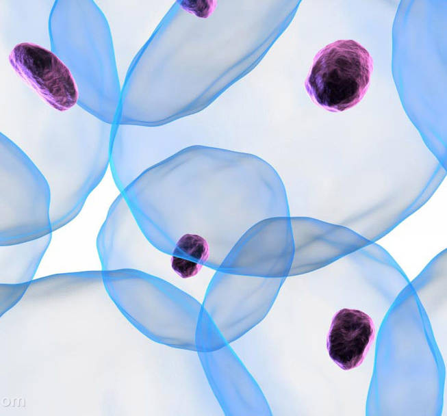 Mitochondrial Diseases Panel Sequencing
