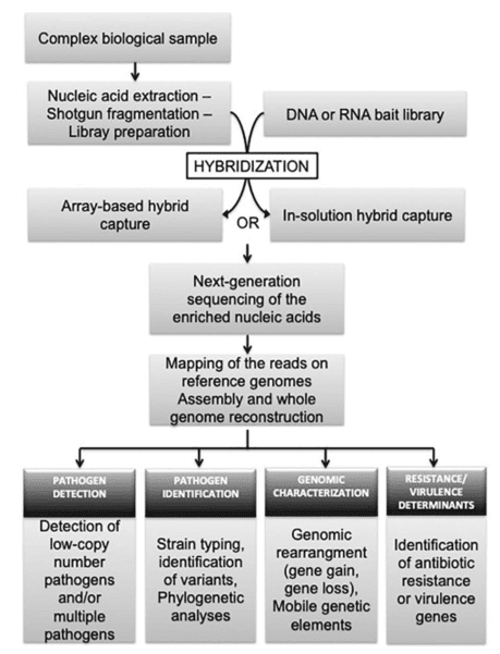 More to Know About Hybrid Capture-Based Disease Panel: Probe Design