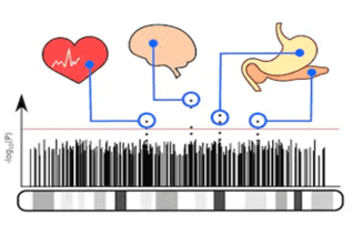 Multiplex SNaPshot Assay-Based SNP Analysis for Disease Panel