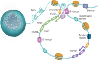 Non-Coding Sequence Variants Calling in Cancer Research: Significance, Types, and Association