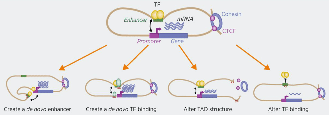 Potential mechanisms of action of noncoding mutations.