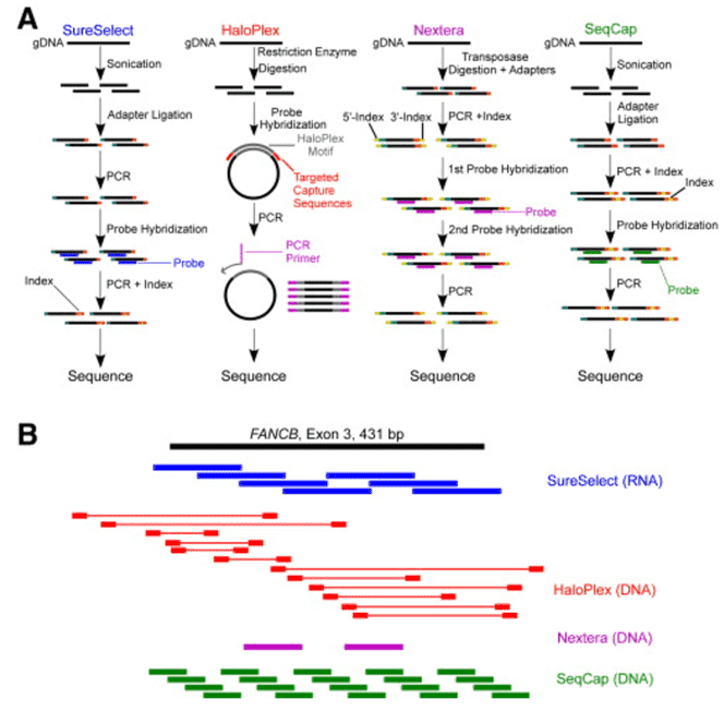 Overview of Gene Target Enrichment Methods for Disease Research