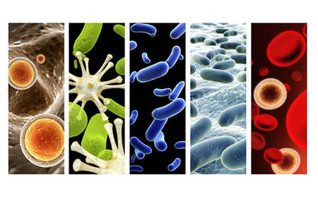 Overview of Respiratory Virus and Respiratory Virus PCR Panel