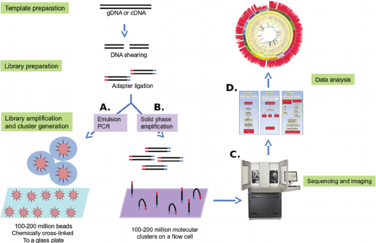 NGS-based cancer panel: template preparation, sequencing and imaging and data analysis.