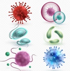 Shrimp Pathogens Detection Kits