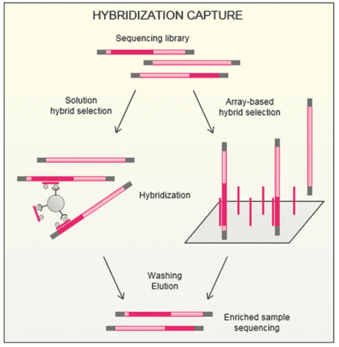 The Intricate Detail of Library Preparation for NGS-based Disease Panel 