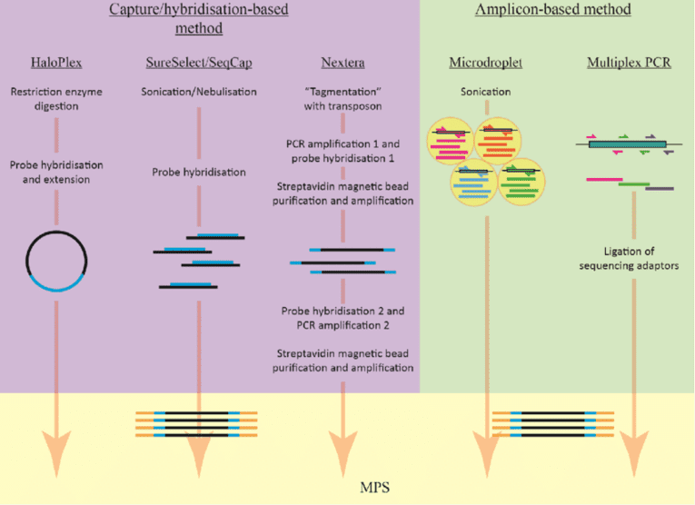 The basic workflow of amplicon-based and capture/hybridisation-based methods.