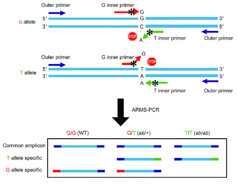 The principle of ARMS-PCR