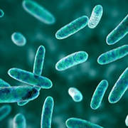Gastrointestinal Infections