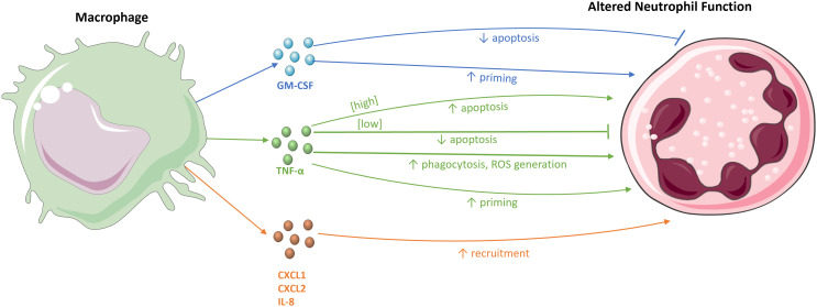 Macrophage-mediated regulation of neutrophil activity and responses (Gaffney et al., 2022)