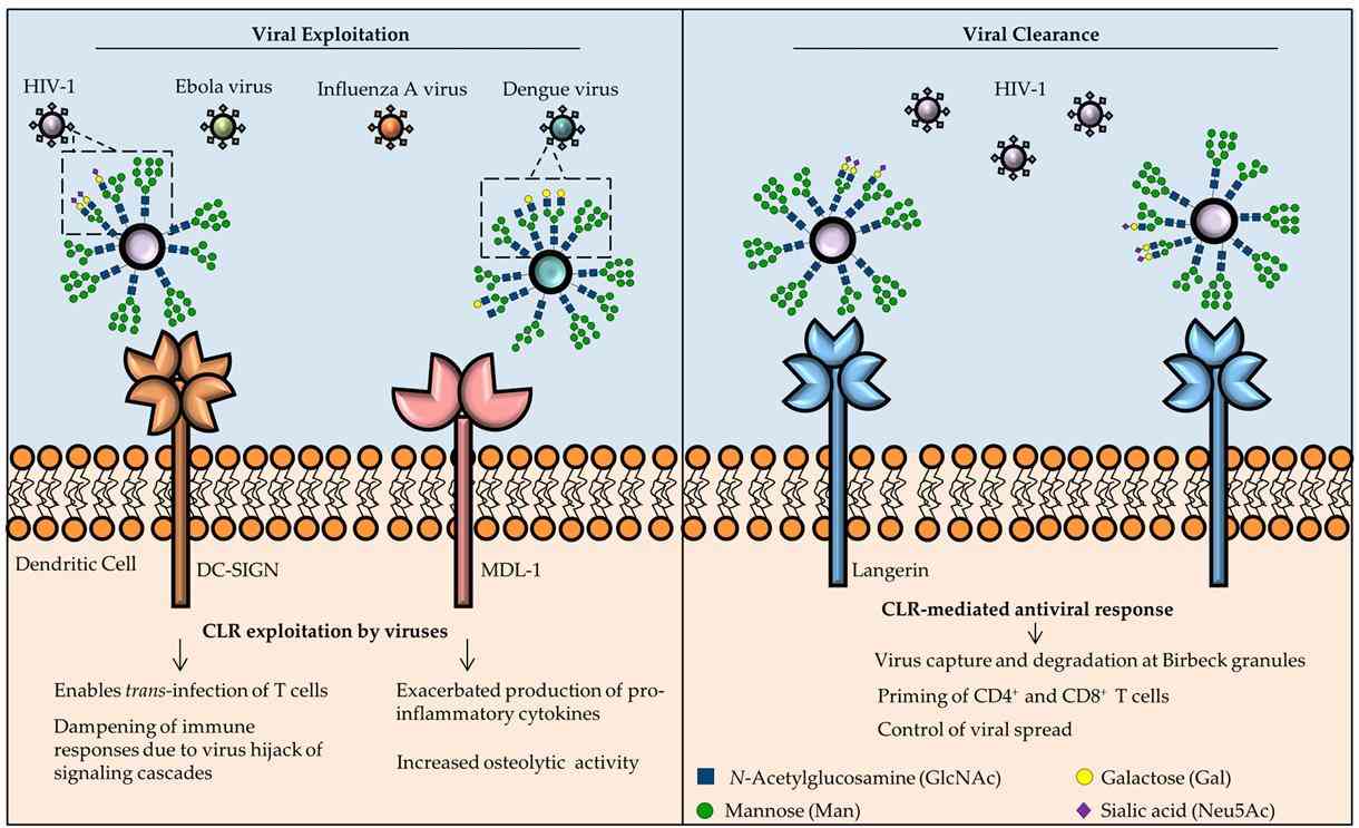 CLRs in antiviral immunity: dual roles in viral clearance and susceptibility to viral exploitation (Monteiro et al., 2017)