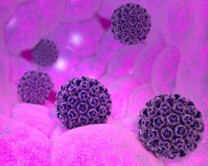 HPV Genotyping Detection Panel Products