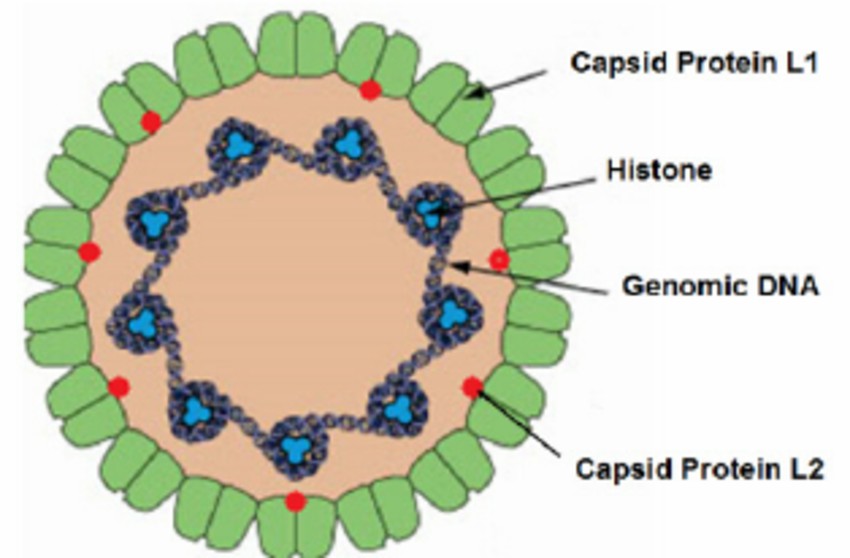 Figure 1. Illustration depicting the structural components of Human Papillomavirus. 