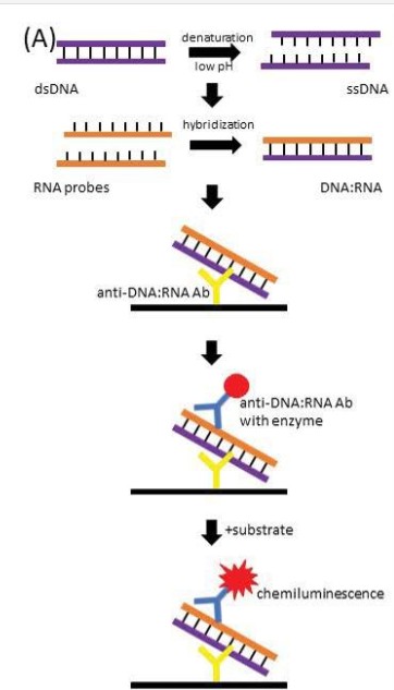 Figure 3. Diagram explaining the principles behind molecular HPV Hybrid Capture tests. 