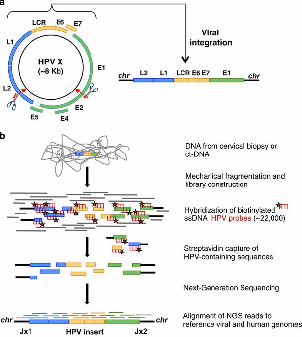 Figure 4.Schematic illustrating the Capture-NGS method for HPV genotyping and integration site analysis.