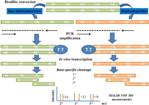 The principle and process of MassARRAY