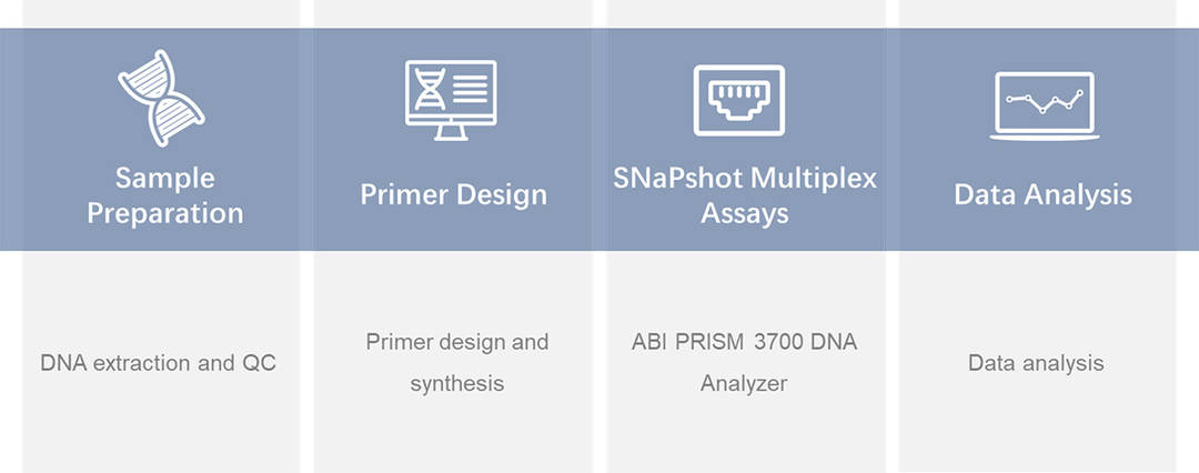Workflow of Multiplex SNaPshot service