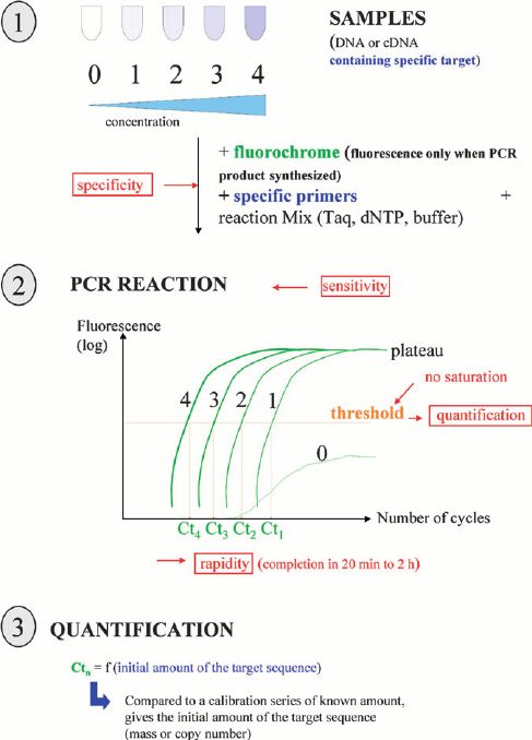 Principles of real-time quantitative PCR